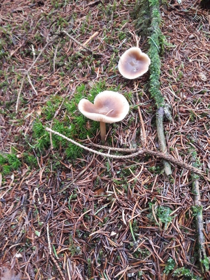 Говорушка бокаловидная pseudoclitocybe cyathiformis
