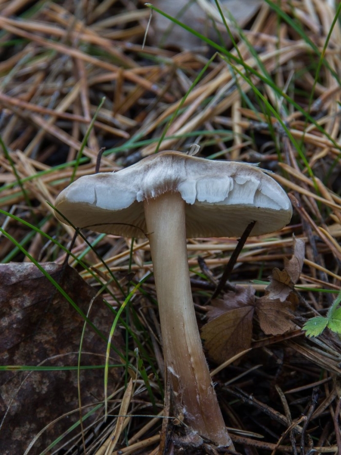 Гриб энтолома съедобная