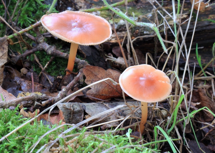 Коллибия веретеноногая