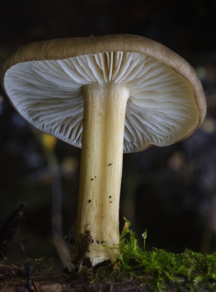 Pluteus romellii
