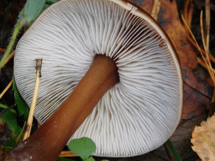 Laccaria proxima гриб