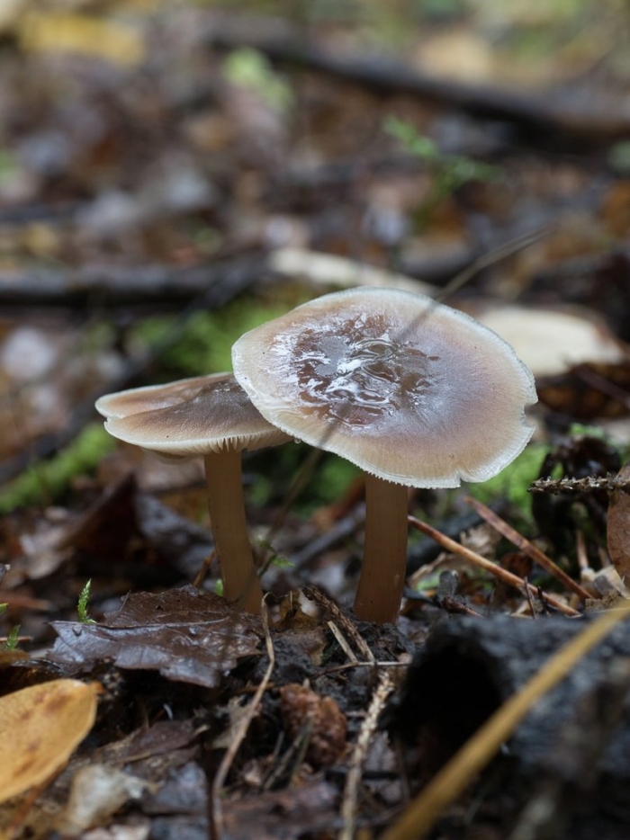 Коллибия каштановая collybia butyracea