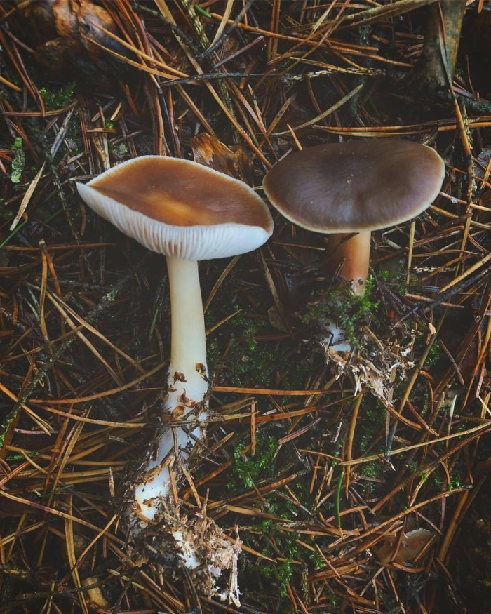 Коллибия веретеноногая