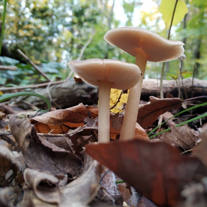 Коллибия пятнистая