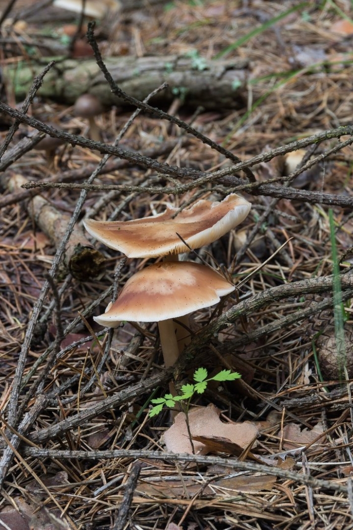 Коллибия каштановая collybia butyracea