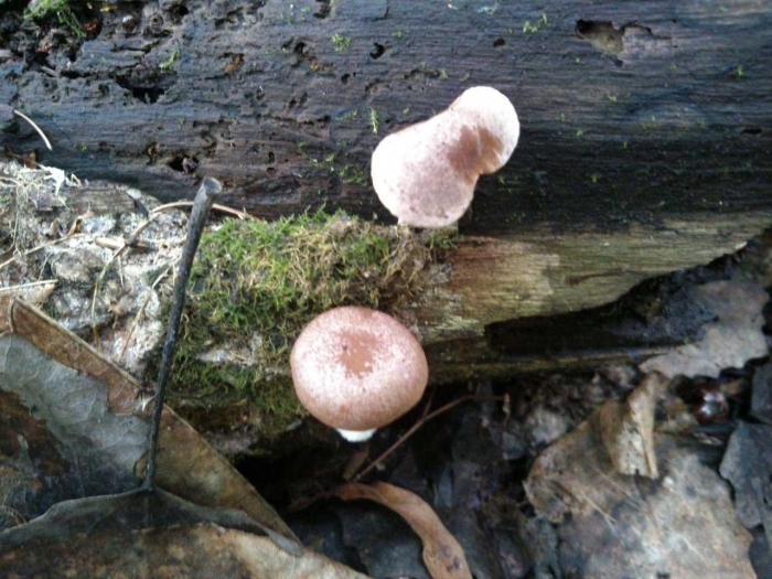 Волнушки млечники