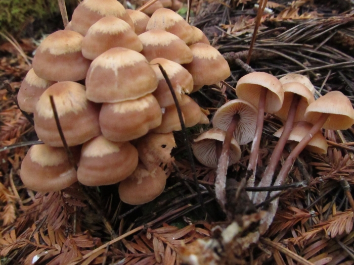 Коллибия скученная