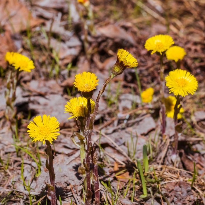 Tussilago farfara l.