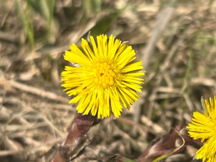 Когда зацветает мать и мачеха