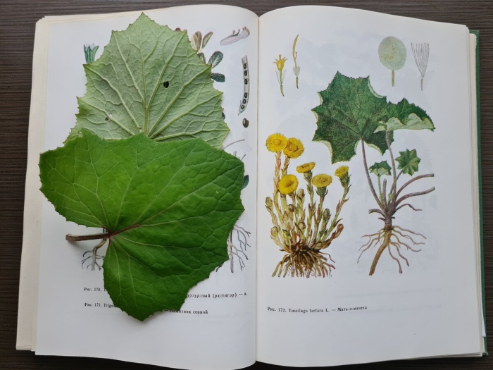 Мать и мачеха ботаника