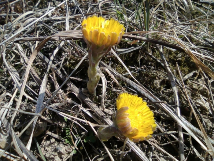 Мать и мачеха