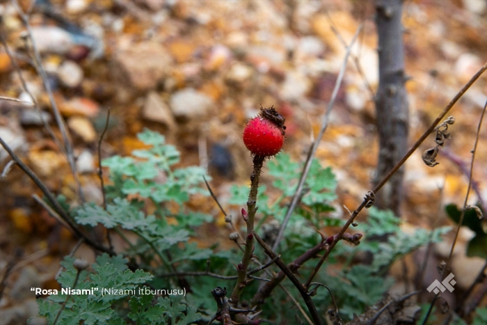 Шиповник дальневосточный куст