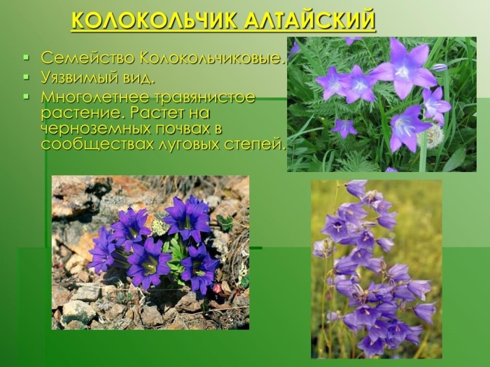 Колокольчик растения из семейства