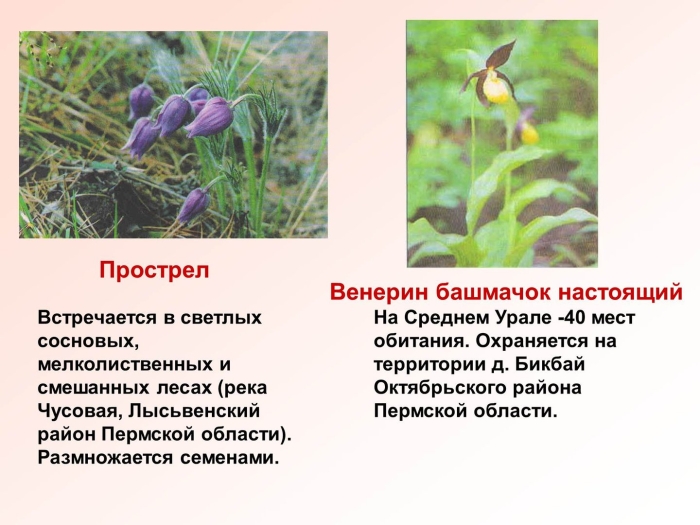 Венерин башмачок красная книга челябинской области