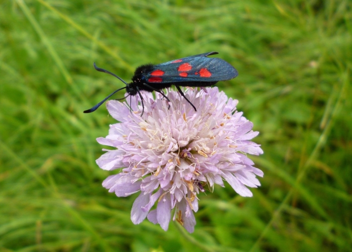 Пестрянка трава