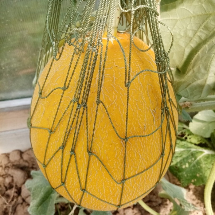 Дыня в теплице