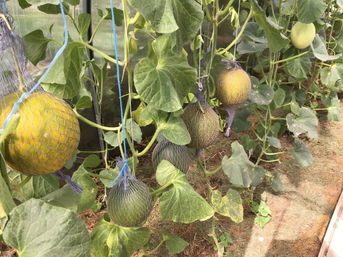 Дыня в огороде