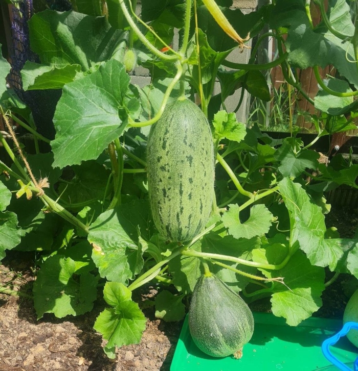 Огурдыня (мандурия) нектарин