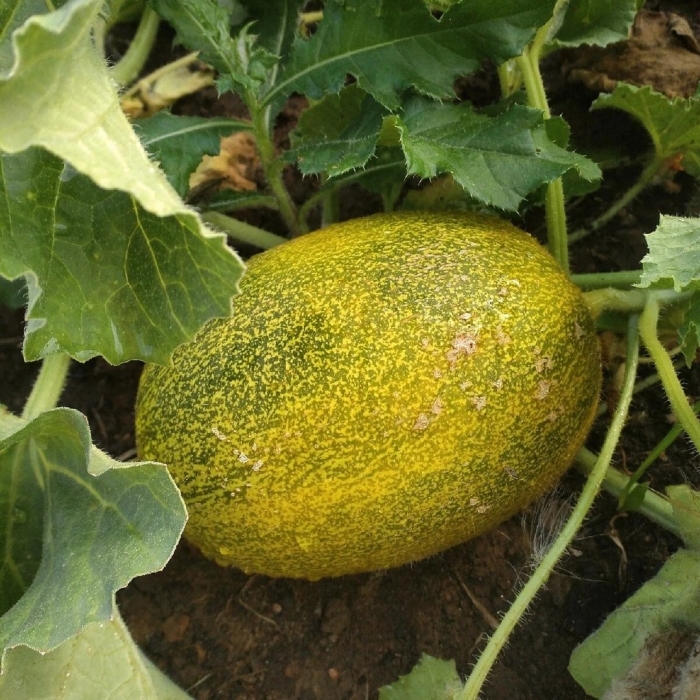 Антракноз дыни