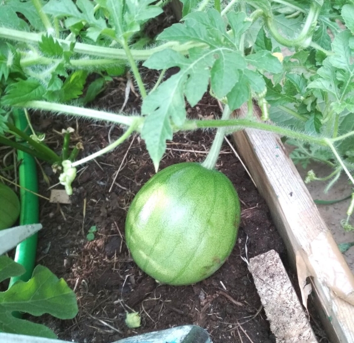 Арбуз в теплице