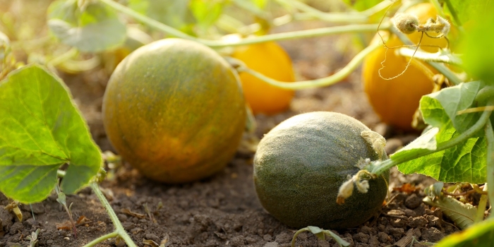 Дыня колхозница рассада