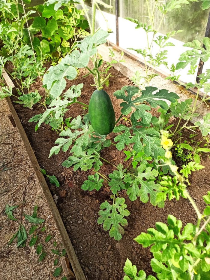 Выращивание арбузов