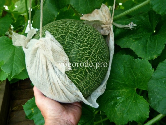 Мускусная дыня