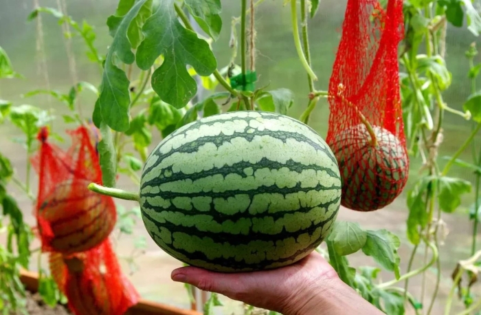 Способ выращивания арбуза