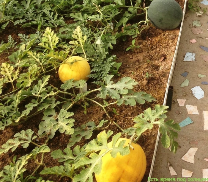 Дыня на грядке
