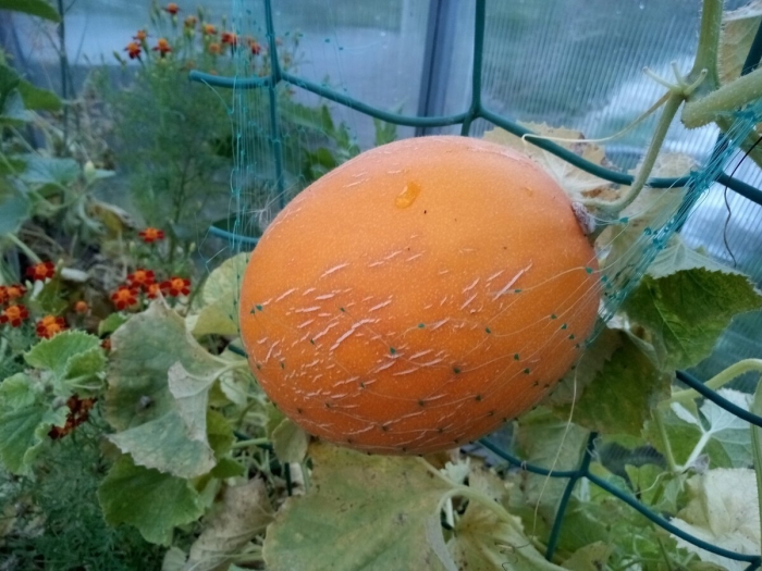 Дыня медовая