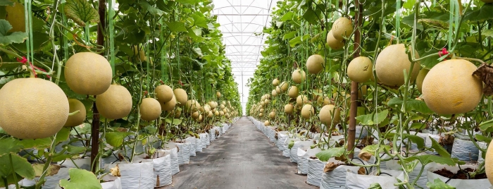 Дыня сибирячка f1