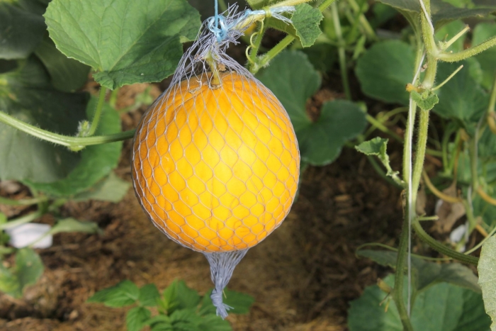 Дыня злато скифов f1