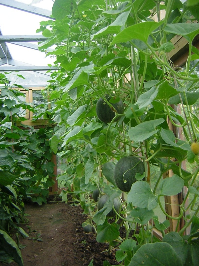 Формирование дыни в теплице из поликарбоната