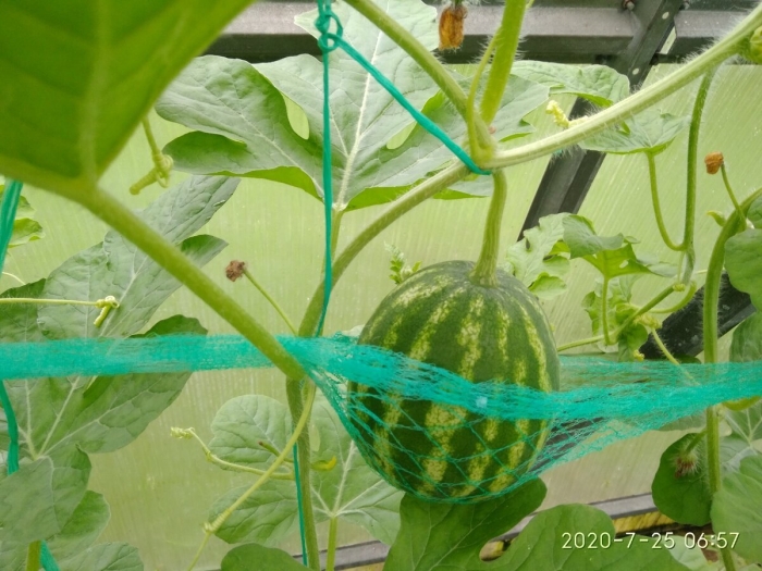 Арбузы в ленинградской области теплице