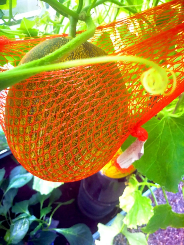 Дыня в теплице выращивание