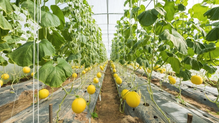 Дыня колхозница в теплице