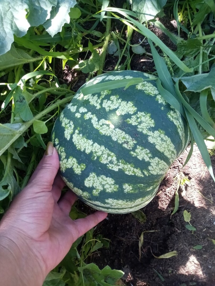 Как растет арбуз
