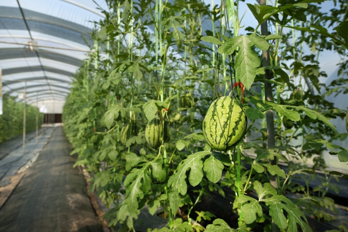 Арбуз в теплице