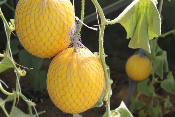 Дыня колхозница в теплице