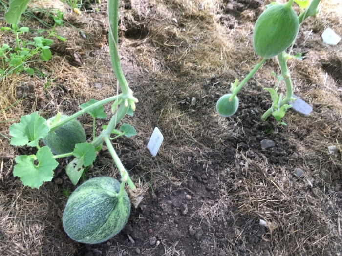 Выращивание дыни в теплице