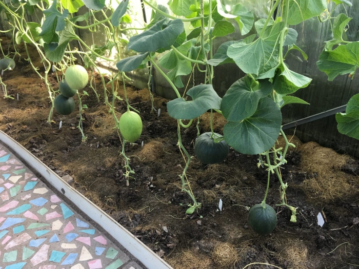 Выращивание дыни в теплице