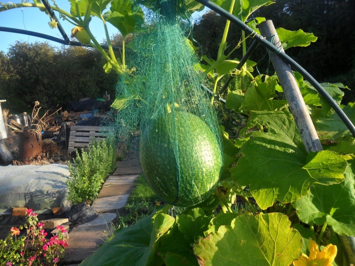 Арбузы и дыни в теплице