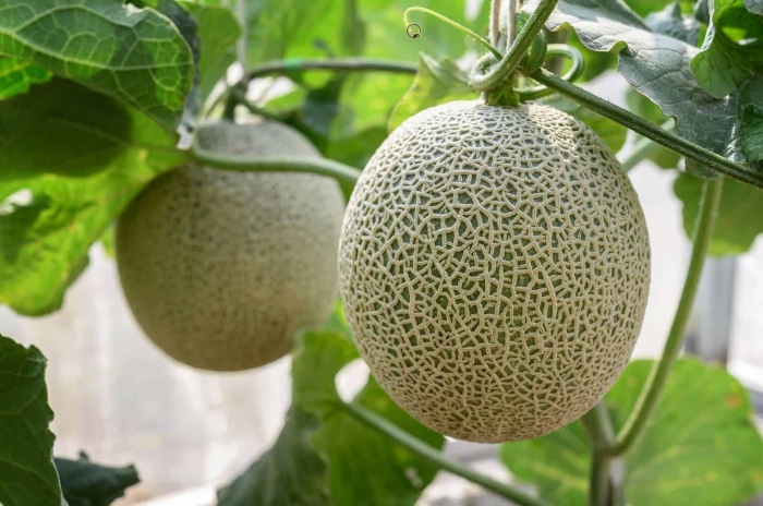 Дыня канталупа зеленая