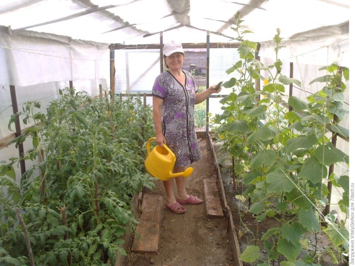 Огурцы кураж в теплице