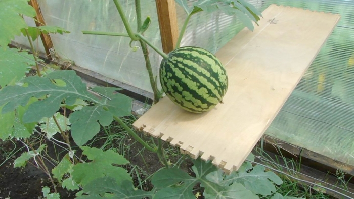 Арбузы в парнике