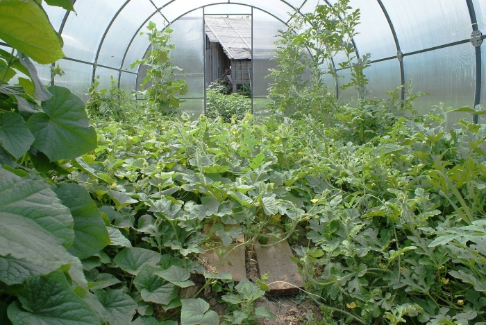 Арбузы в теплице расстил