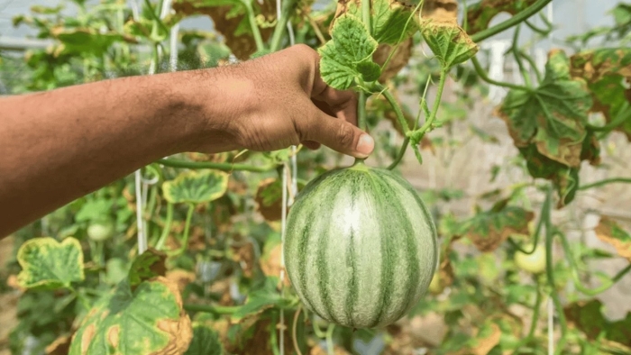 Плод арбуза