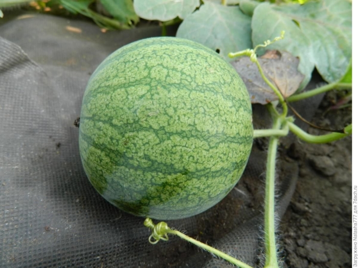 Большие арбузы