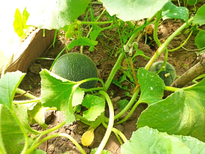 Дыня в парнике