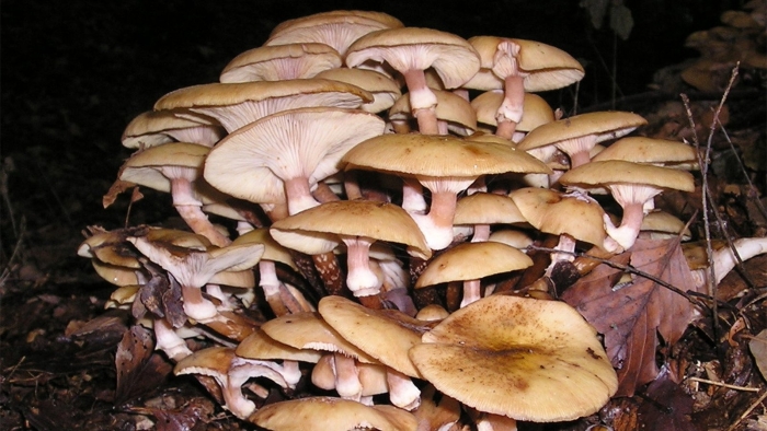 Луговые опята ложные